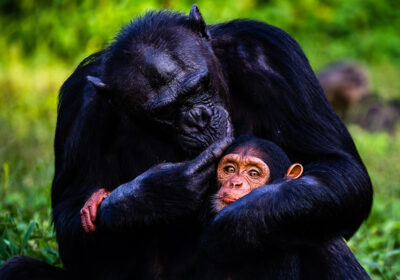 NGAMBA ISLAND CHIMPANZEE SANCTUARY