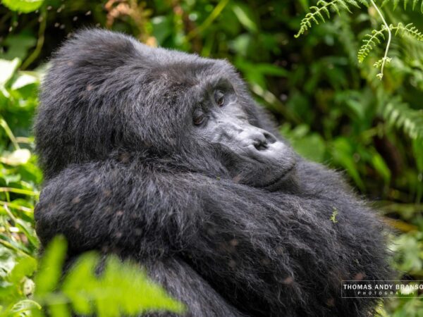 3 Days Bwindi Gorilla Trekking Safari