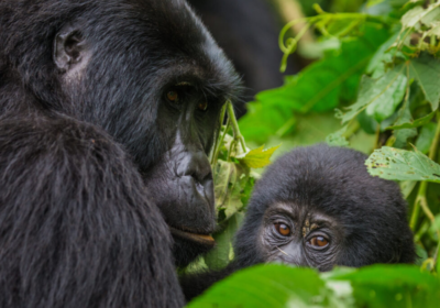 BWINDI IMPENETRABLE FOREST NATIONAL PARK