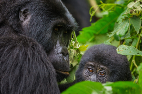5 Days Gorillas & Chimpanzee Safari
