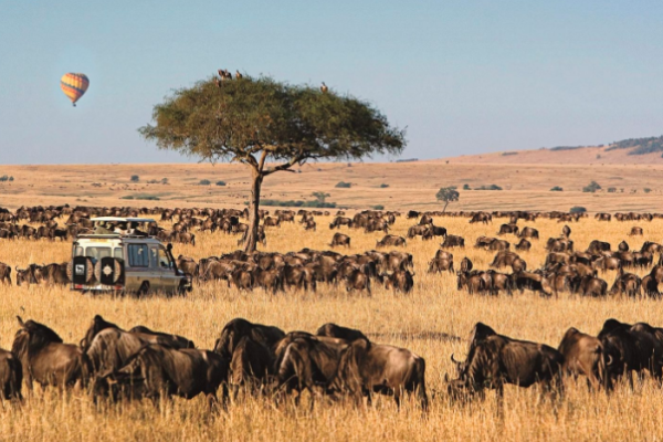 7 Days Kenya Wildlife & City Adventure