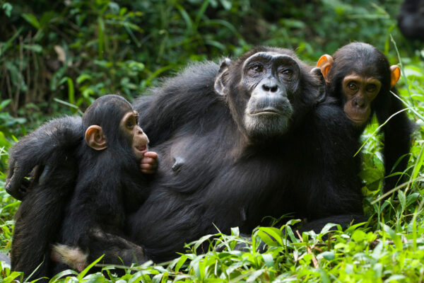 7 Days Uganda Gorilla & Chimpanzee Safari