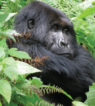 Rwanda
