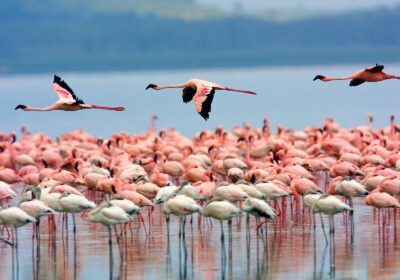 LAKE NAKURU NATIONAL PARK