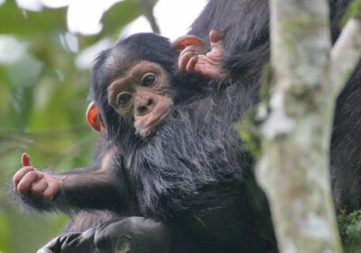 NYUNGWE FOREST NATIONAL PARK