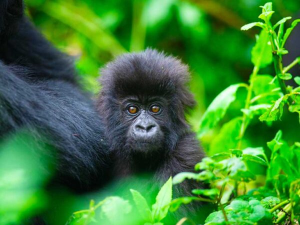 6 Days Uganda Primates & Wildlife Safari