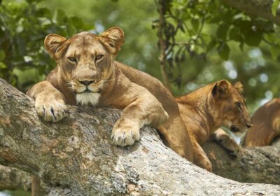QUEEN ELIZABETH NATIONAL PARK