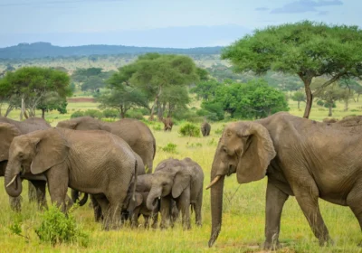 TARANGIRE NATIONAL PARK