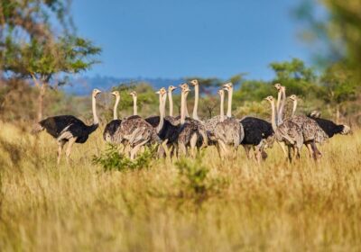 EXPLORE THE PIAN UPE WILDLIFE RESERVE