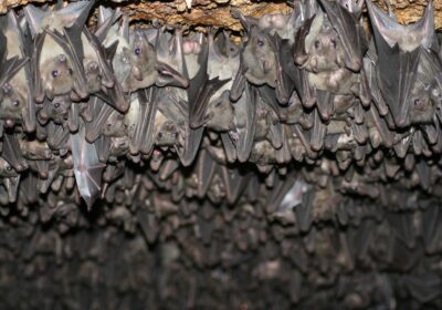 THE BAT CAVE IN MARAMAGAMBO FOREST