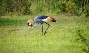 The Grey crowned crane