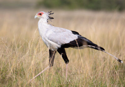 EXPLORING ABOUT THE UNIQUE SECRETARY BIRD