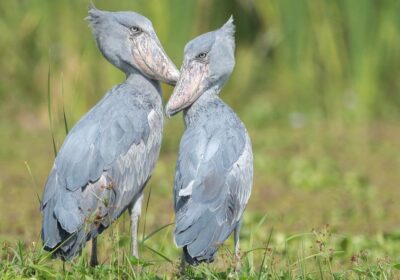 THE FASCINATING SHOEBILL STORK IN UGANDA