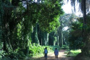 Entebbe Botanical Gardens