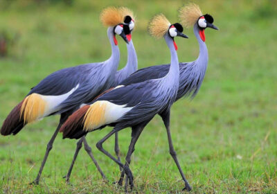 MAJESTIC LIFE OF THE GREY CROWNED CRANE