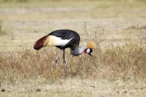 The Grey crowned crane