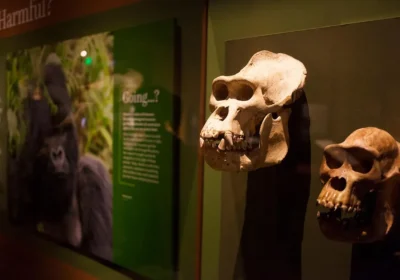 THE INSPIRING WORLD OF THE DIAN FOSSEY MUSEUM