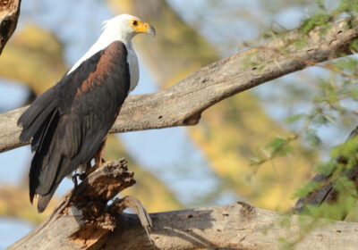 ADMIRE THE AFRICAN FISH EAGLE OF UGANDA