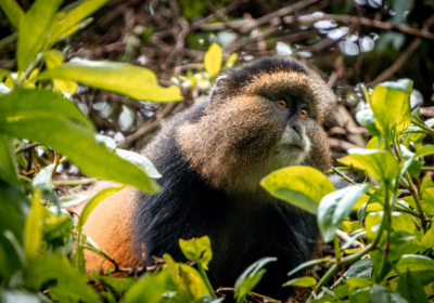 THE UNIQUE BEAUTY OF GOLDEN MONKEYS