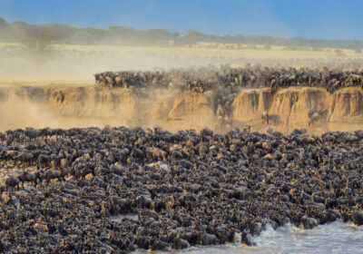 THE GREAT WILDEBEEST MIGRATION IN AFRICA
