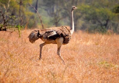 EXPLORING THE WORLD OF THE COMMON OSTRICH